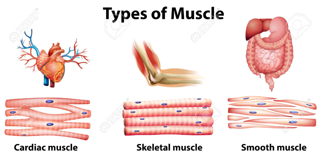 https://www.123rf.com/photo_23978075_illustration-of-the-type-of-muscle-on-a-white-background.html