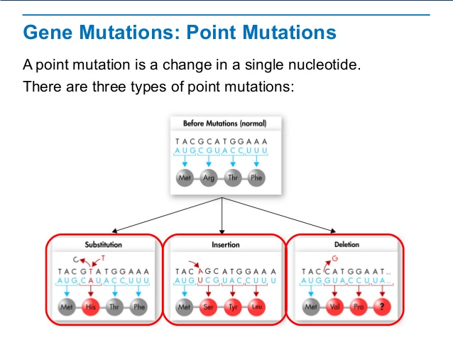 https://www.slideshare.net/legoscience/mutations-42479956