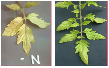 http://allaboutgrowingtomatoes.blogspot.com/2014/03/nitrogen-deficiency-in-tomato-plants.html
