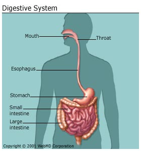 http://www.webmd.com/heartburn-gerd/your-digestive-system