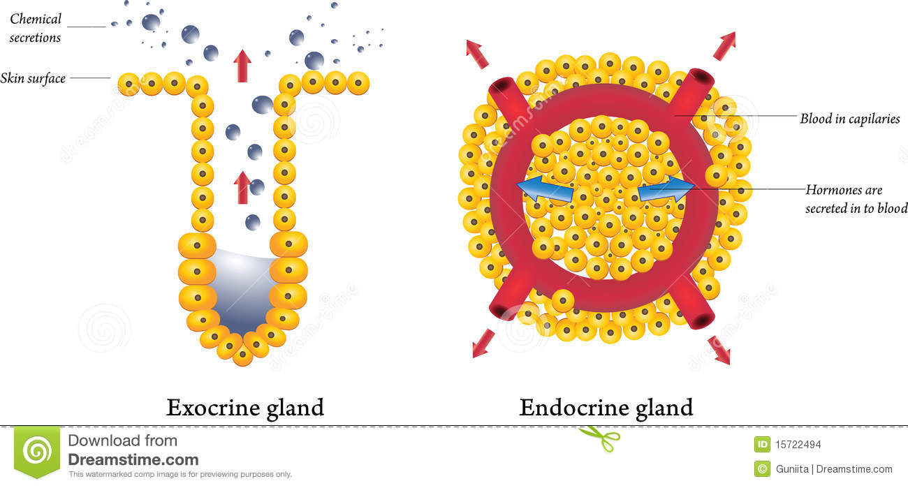 Do Endocrine Glands Secrete Hormones Directly Into The Bloodstream Socratic
