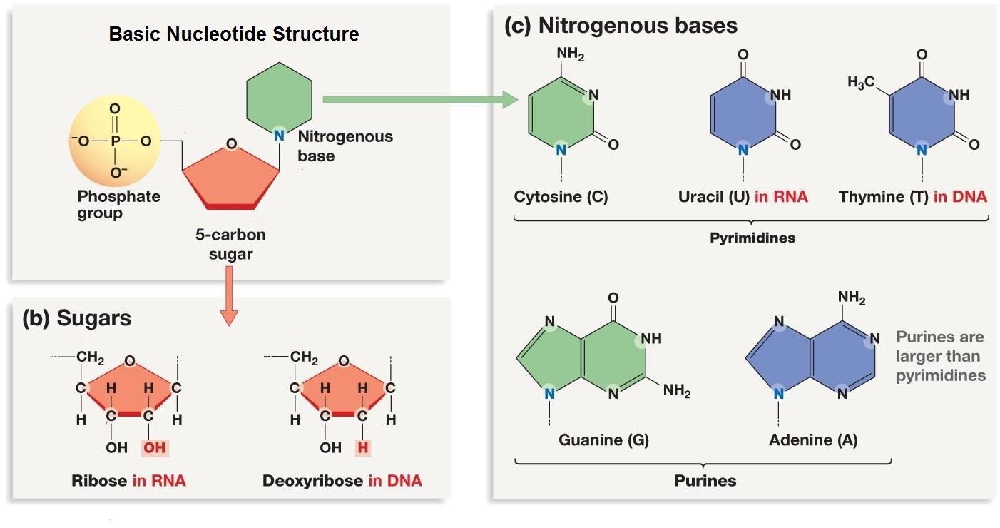 https://sites.google.com/a/wrps.net/cns-ontl/cns-2nd-semester-weblinks/unit-7/biomolecules---nucleic-acids