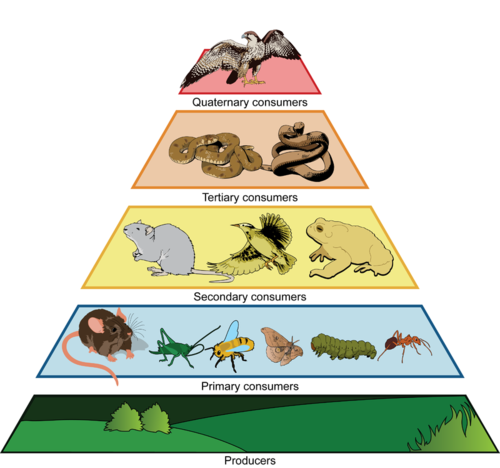 What would a drawing of a food chain with 4 trophic levels look like ...