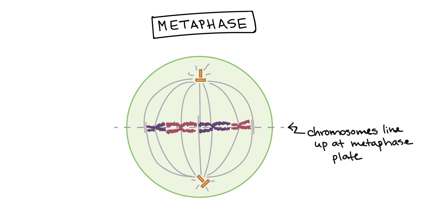 https://www.khanacademy.org/science/biology/cellular-molecular-biology/mitosis/a/phases-of-mitosis