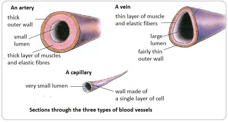 http://biology-igcse.weebly.com/arteries-veins-and-capillaries---structure-and-functions.html