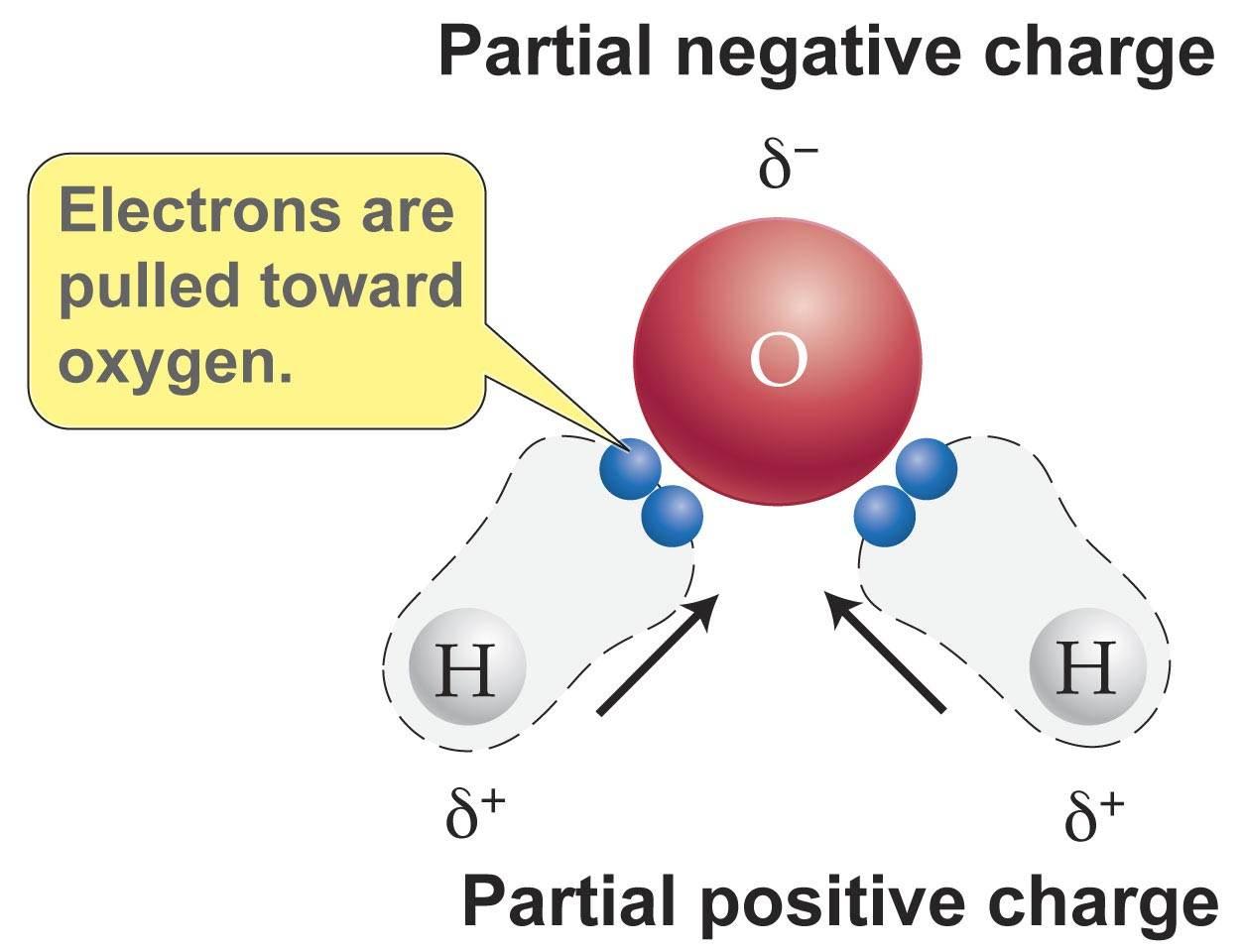 What causes polarity in water molecules