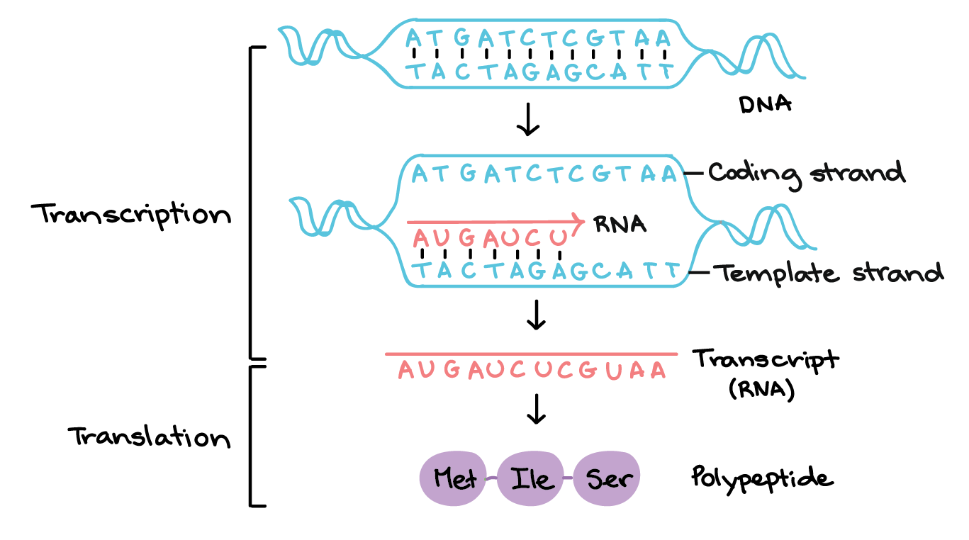 transcription translation protein synthesis