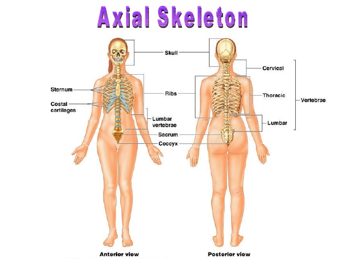 Skeletal system 1: the anatomy and physiology of bones