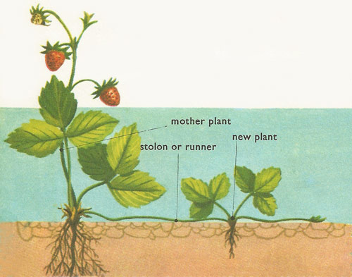 stolon plants