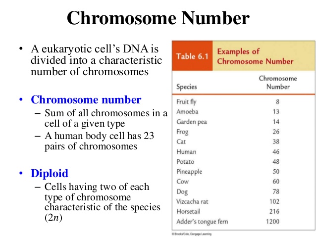 https://image.slidesharecdn.com/chromosome-151102144919-lva1-app6891/95/chromosome-32-638.jpg?cb=1446475832