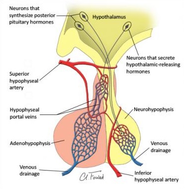 http://msk-anatomy.blogspot.nl/2012/06/pituitary-gland-anatomy-functions.html