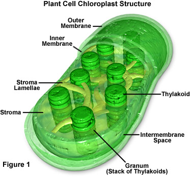 https://micro.magnet.fsu.edu/cells/chloroplasts/chloroplasts.html