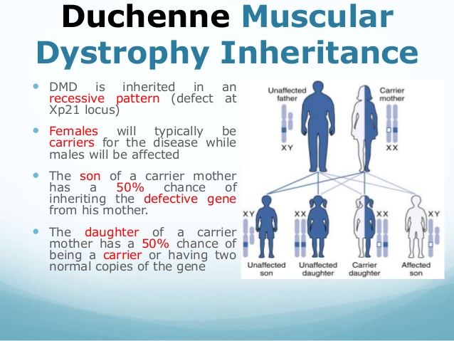Muscular Dystrophy Inheritance Pattern