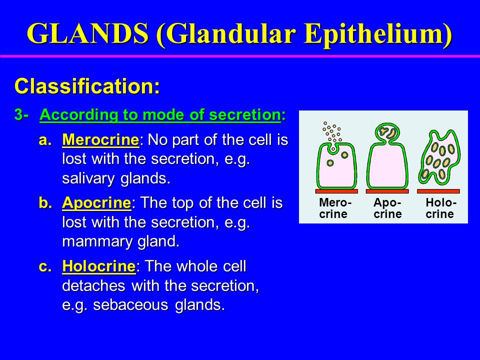 How Do Apocrine Exocrine Merocrine And Holocrine Glands Differ Socratic