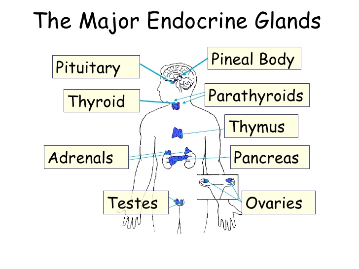 https://www.slideshare.net/roger961/endocrine-system-presentation