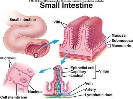 https://www.quora.com/What-are-the-functions-of-intestinal-villi