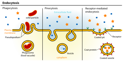 https://en.wikipedia.org/wiki/Endocytosis