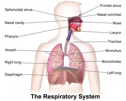 https://owlcation.com/stem/Thirty-Surprising-Facts-About-the-Respiratory-System