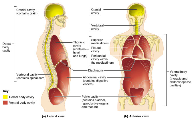 http://anatomyandphysiologyi.com/body-cavities-and-membranes/