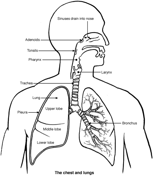 Lung Diagram Unlabeled