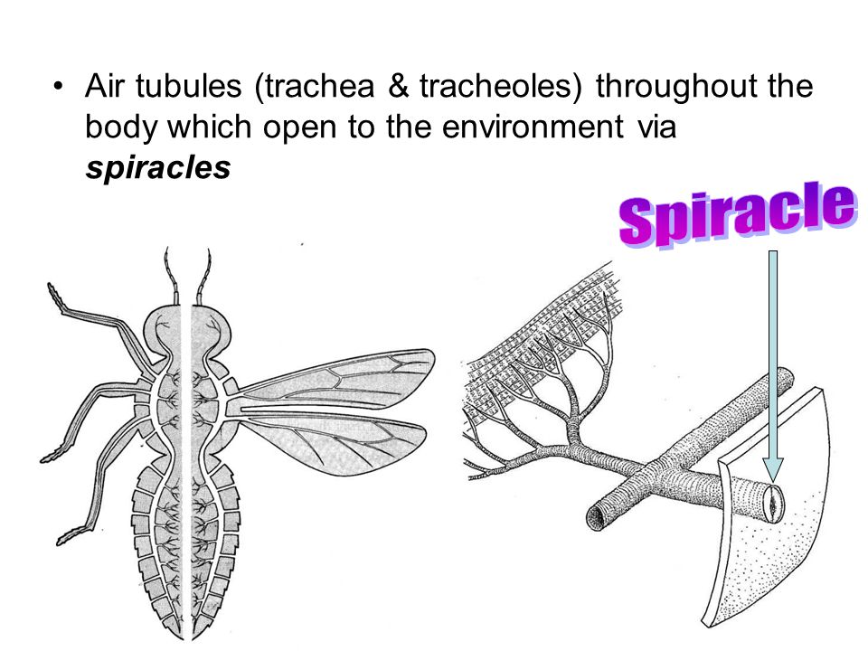 what do spiracles do