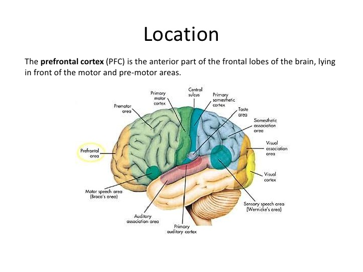 sensory memory brain