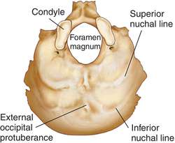 http://img.tfd.com/MosbyMD/thumb/occipital-bone.jpg