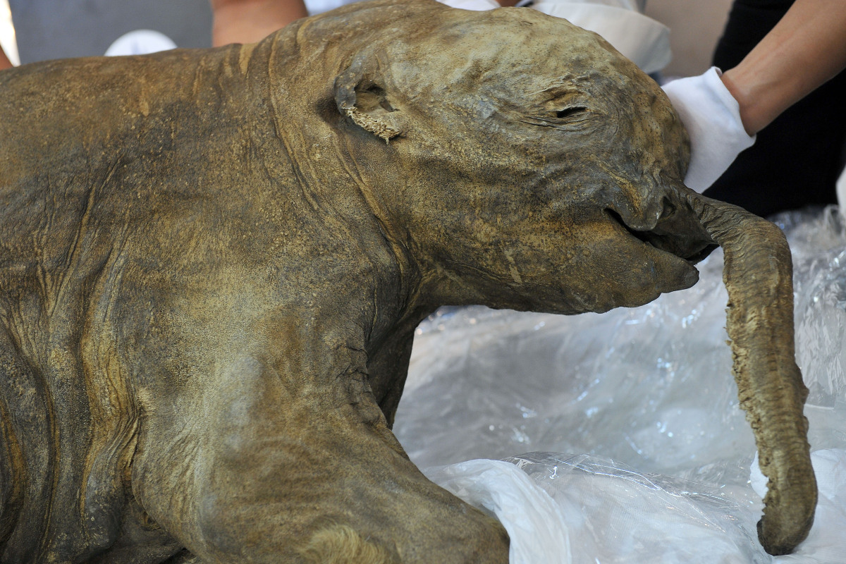 http://www.huffingtonpost.com/2012/04/10/best-preserved-baby-mammoth-hong-kong_n_1414979.html?slideshow=true#gallery/219698/0 image source here