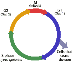 http://www.biology.arizona.edu/cell_bio/tutorials/cell_cycle/cells2.html