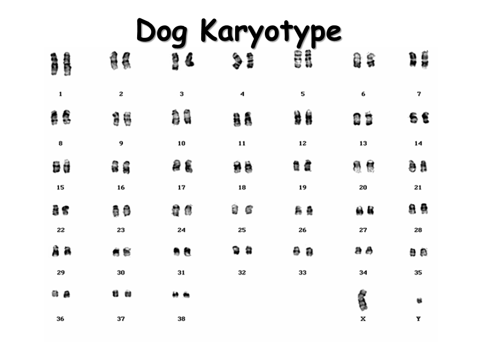 do all dogs have the same number of chromosomes