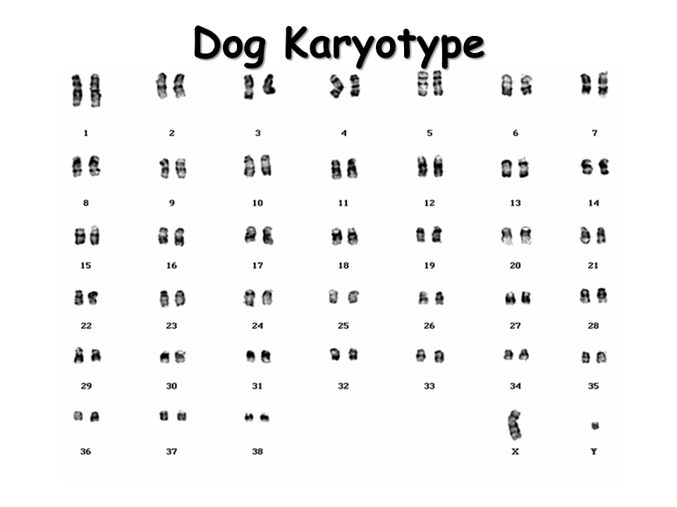 How Many Chromosomes Are In A Dog Cell