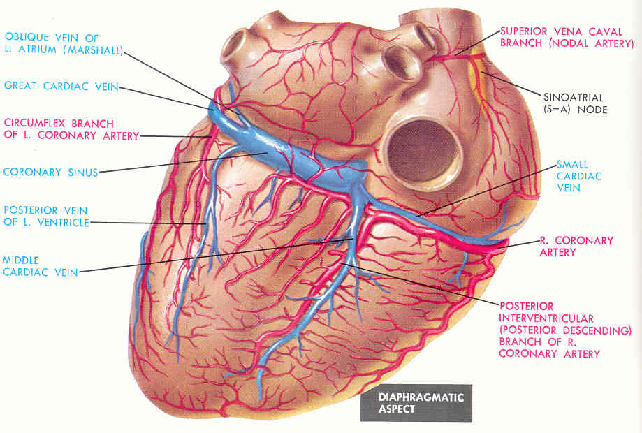 What Arteries Supply Blood To The Myocardium Socratic