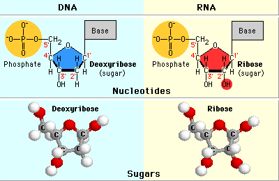 Nucleotides Contain What Kind Of Sugars Socratic