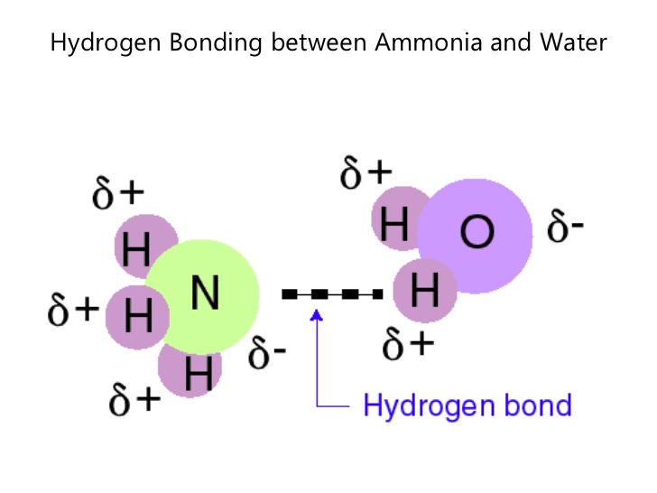 http://imgbuddy.com/hydrogen-bonds-in-ammonia.asp