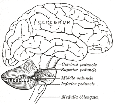Wikipedia, Cerebellum, accessed on 27 02 2016