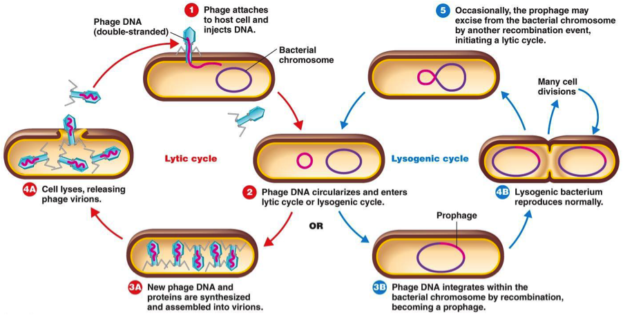 lytic-and-lysogenic-cycle-difference-malaypipi