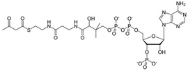 Acetoacetyl-CoA