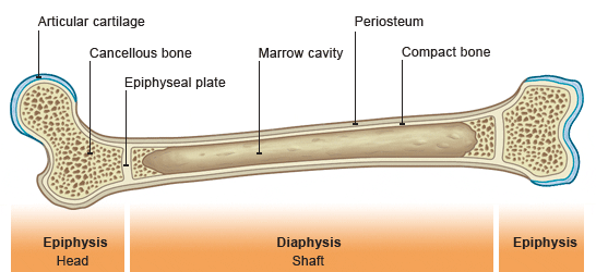 epiphyseal bone