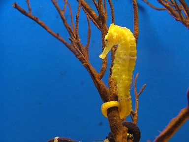 What animal classification is a seahorse? | Socratic