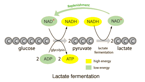 http://hyperphysics.phy-astr.gsu.edu/hbase/biology/ferment.html