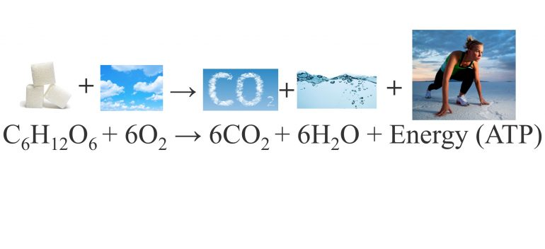 https://sciencetrends.com/balanced-chemical-equation-cellular-respiration-meaning-function/