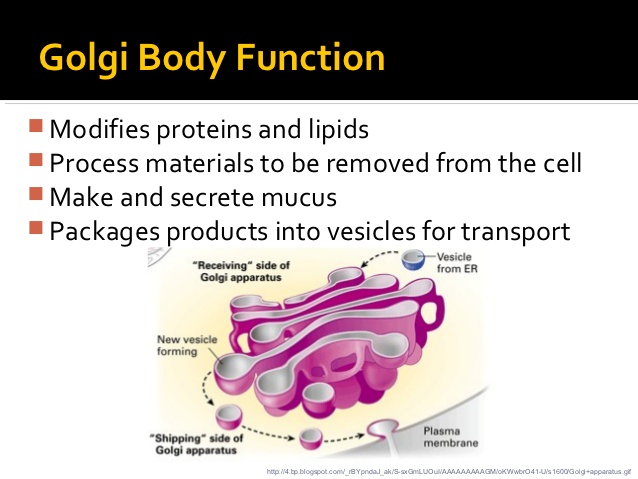 What is the function of the Golgi complex? | Socratic