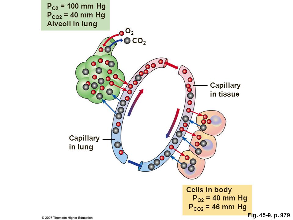 http://slideplayer.com/4463109/14/images/56/PO2+%3D+100+mm+Hg+PCO2+%3D+40+mm+Hg+Alveoli+in+lung+O2+CO2+Capillaryjpg