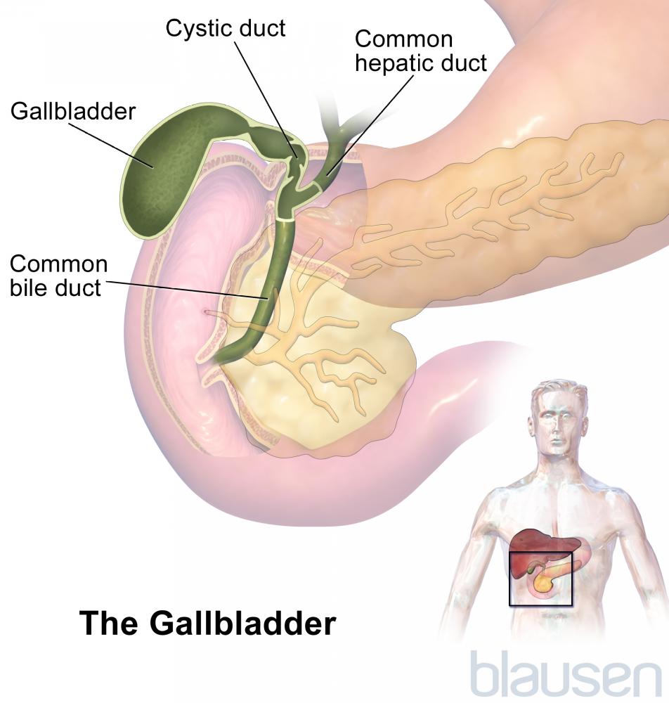 http://www.merckmanuals.com/home/liver-and-gallbladder-disorders/biology-of-the-liver-and-gallbladder/~/media/manual/home/images/gallbladder_high_blausenjpg?la=en&thn=0