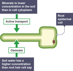 SOLVED: Cells called root hair cells contain elongated plant root may in  terms of maintaining. The outer layer is a disadvantage evolutionary  advantage. Or volume differs in root hair. Explain why this