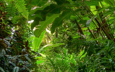 www.rainforest-alliance.org