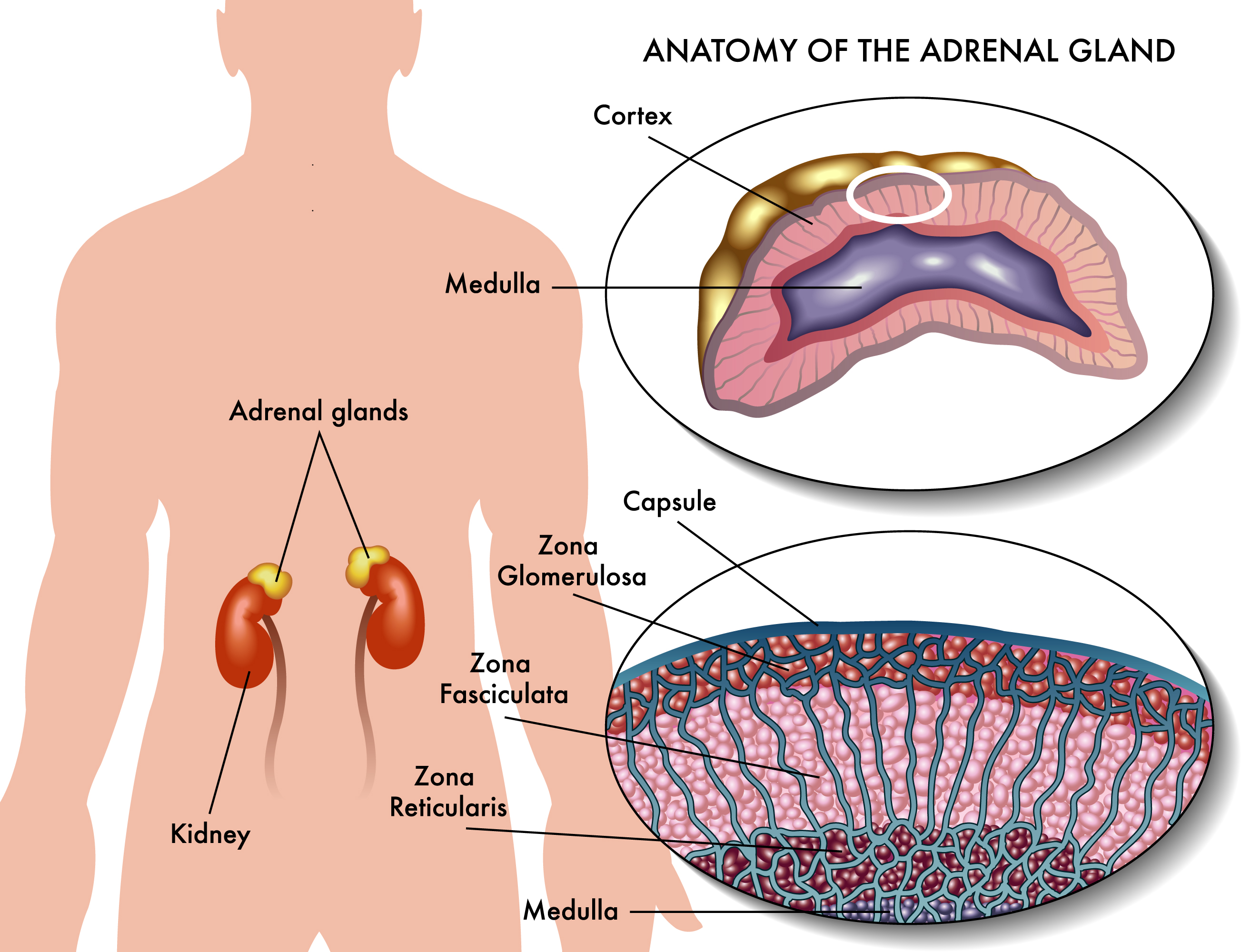 http://yourvascularhealth.com/miscellaneous-forms/adrenal-glands-diagram/