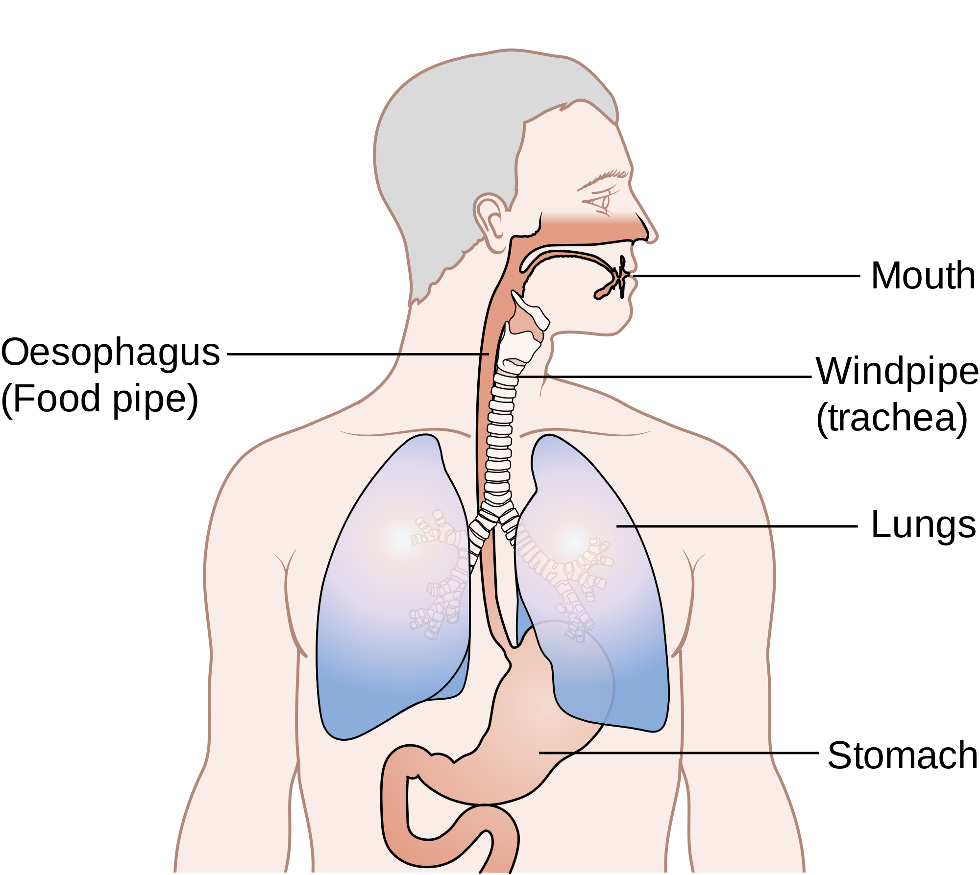 http://xcancers.com/wp-content/uploads/2016/03/Diagram_showing_the_position_of_the_oesophagus_CRUK_355.svg_.png