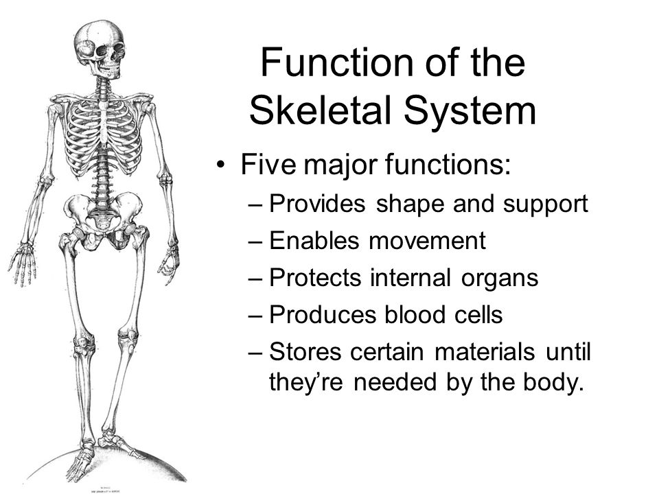 http://digikalla.info/wp-content/uploads/2017/12/what-are-the-functions-of-the-skeletal-system-what-are-the-function-of-the-skeletal-system-wwwuocodac-ideas.jpg