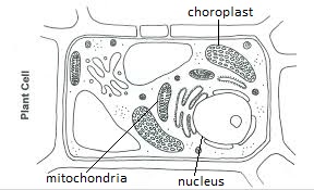 http://www.roadrunner-sae.com/gallery/how-to-draw-a-plant-cell.html